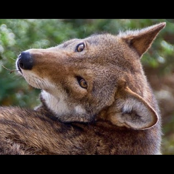 laughingwolf528